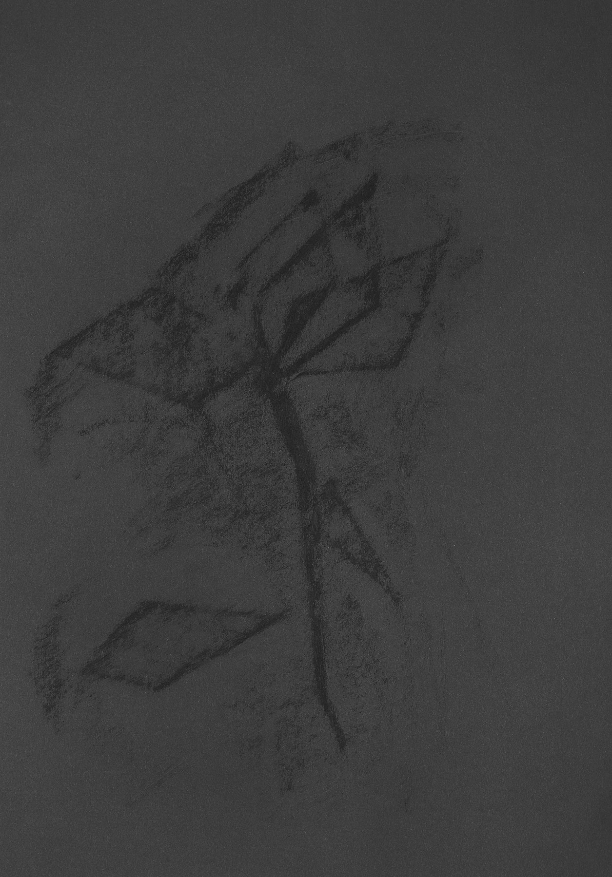 A whiff of | Tulip 003, 2022